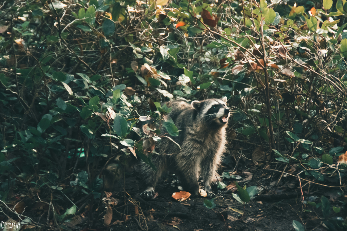 Waschbär Steckbrief Waschbär Steckbrief