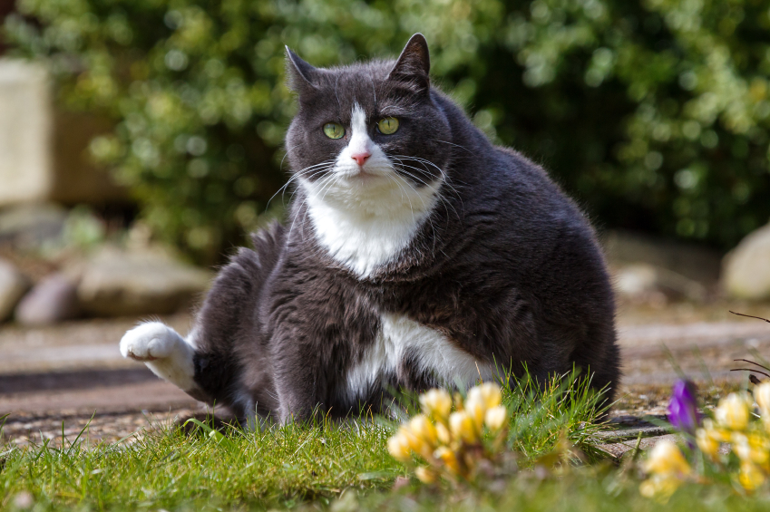 Katze Übergewicht