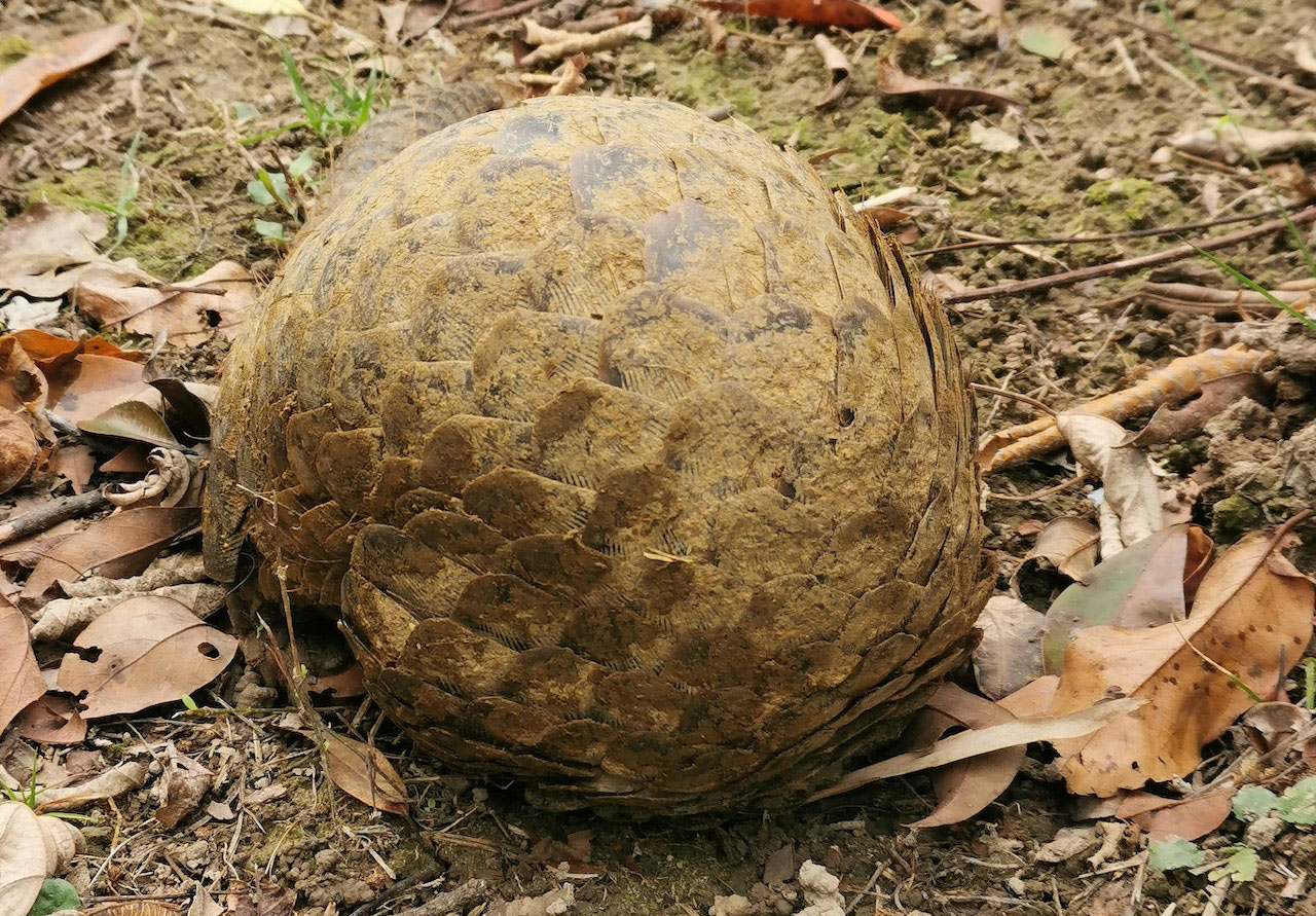 Pangolin zusammengerollt Pangolin zusammengerollt